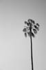 black and white of a palmtree